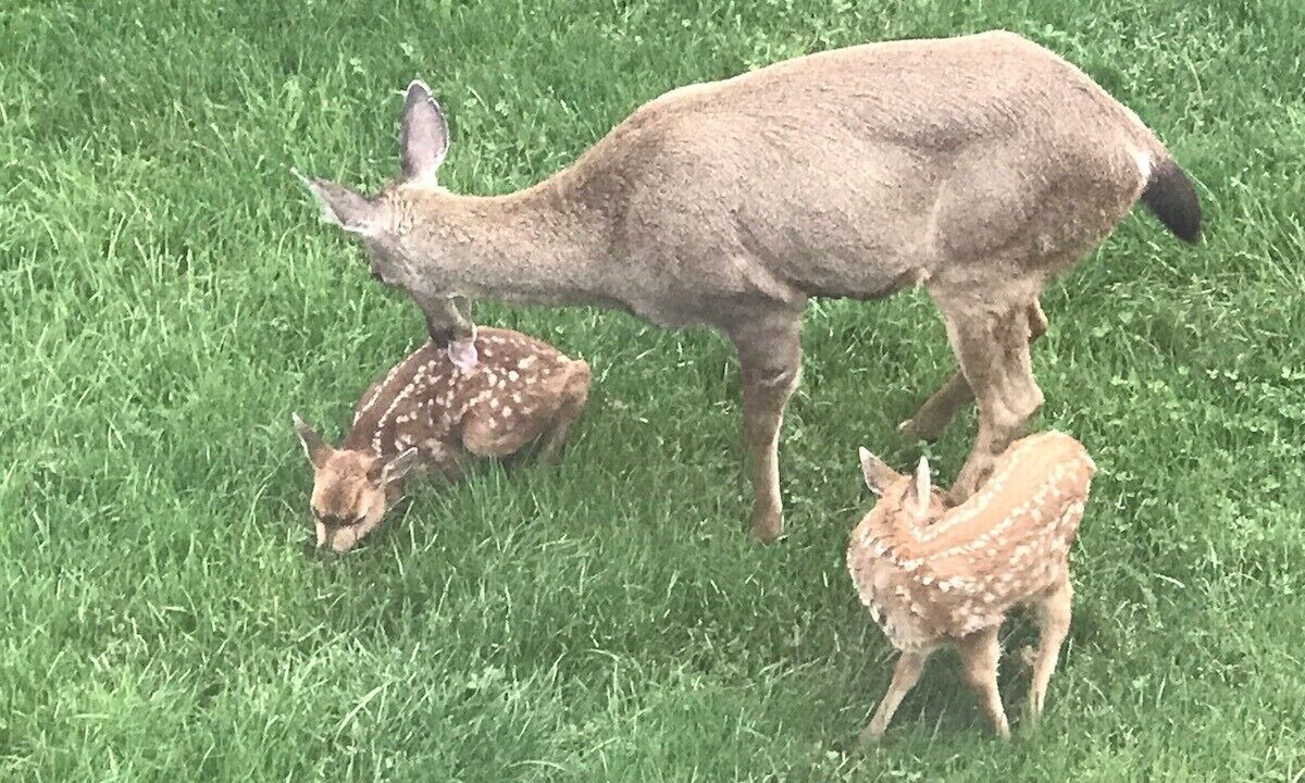Photo of Outdoor in Anacortes