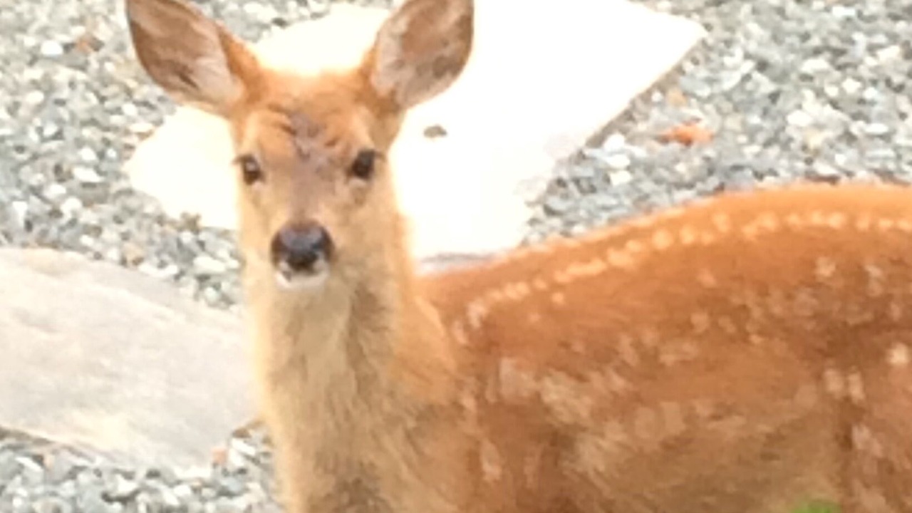 Photo of Outdoor in Anacortes