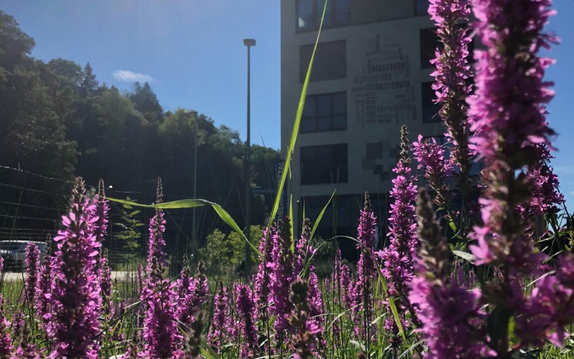 Photo of Outdoor in Pfaffikon District
