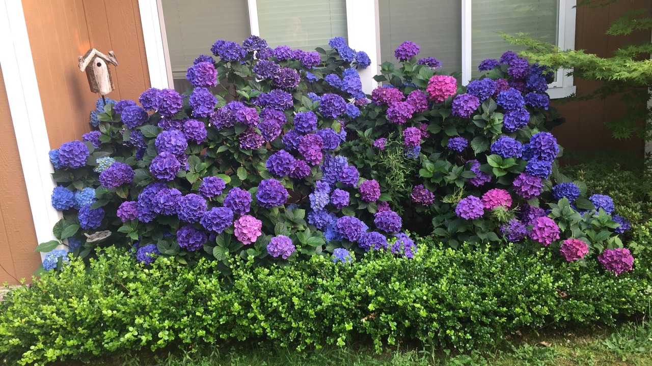 Photo of Outdoor in Holly