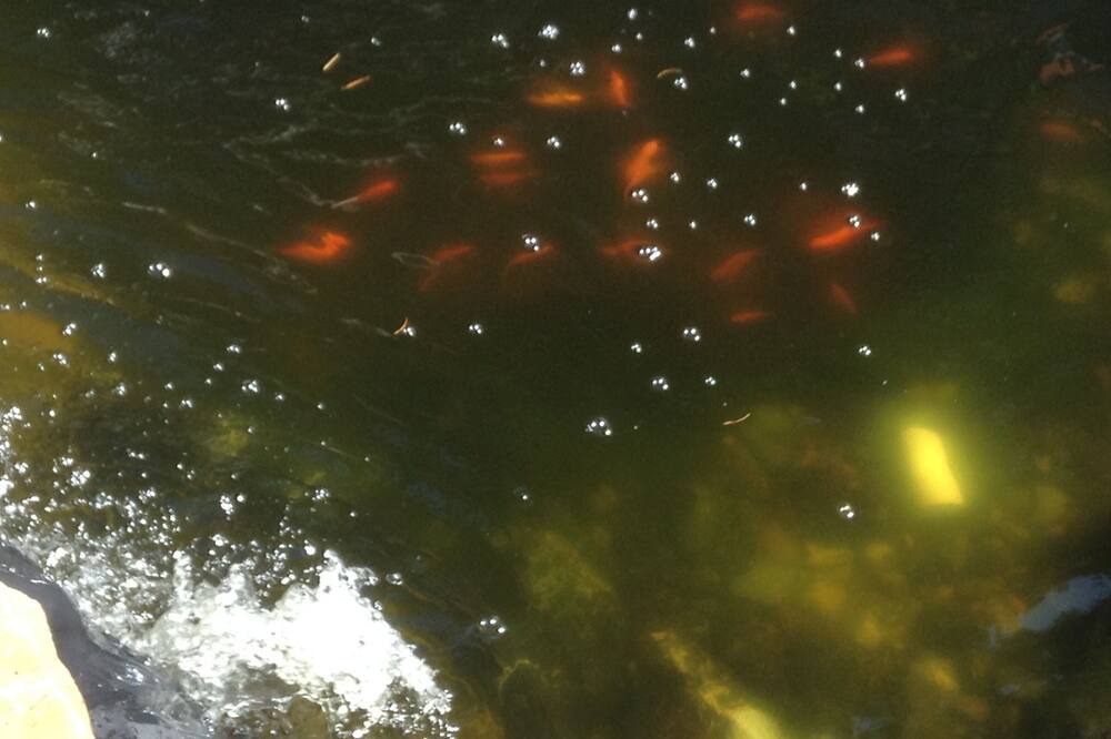 Photo of Others in Hammond