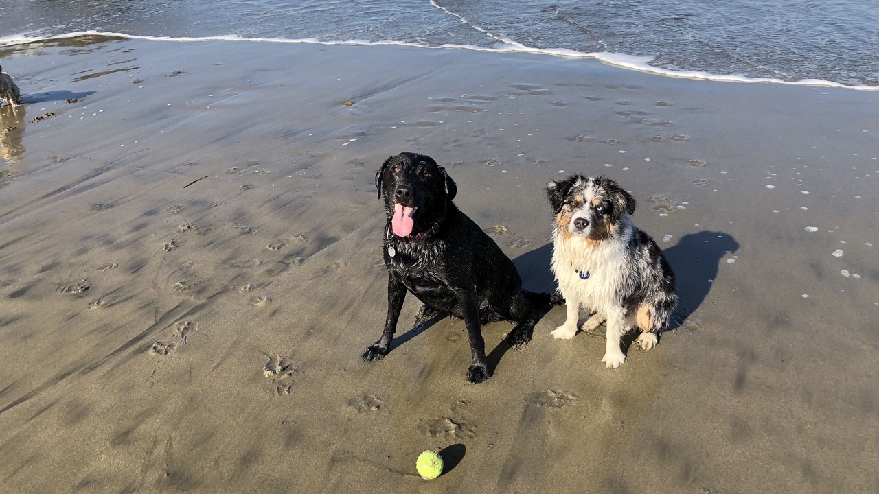 Photo of Others in Linda Mar