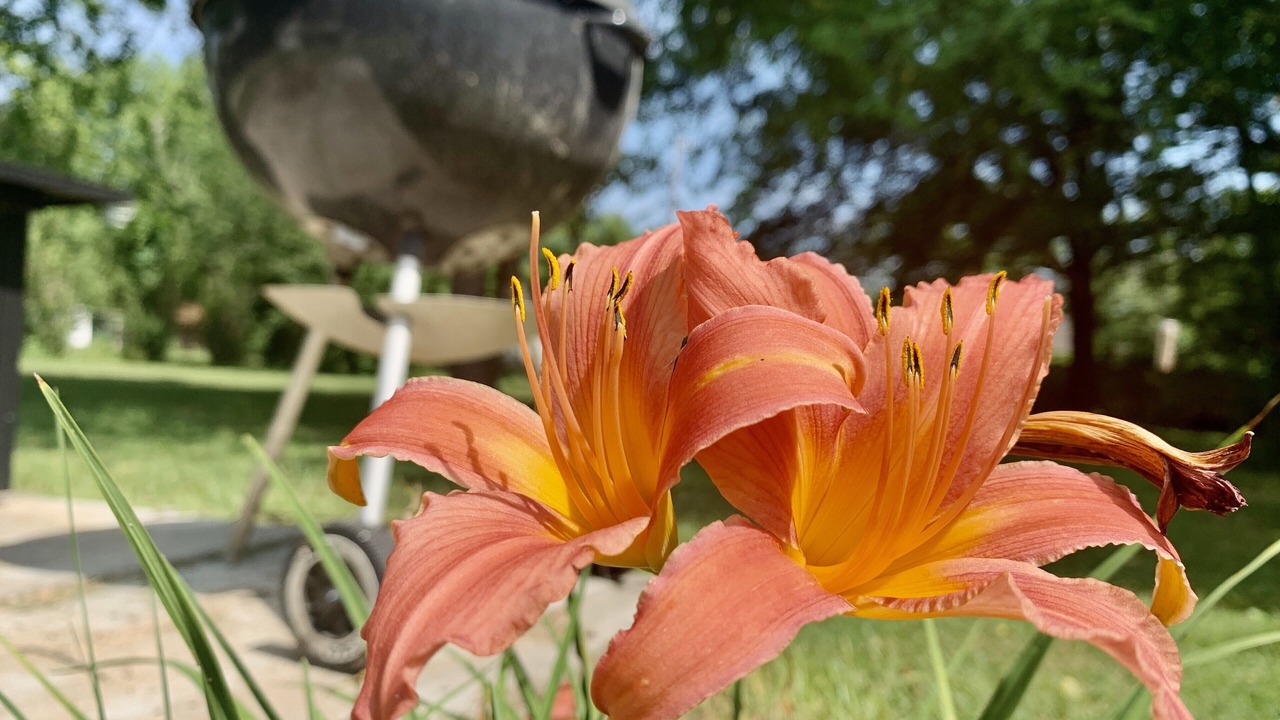 Photo of Outdoor in Ozark