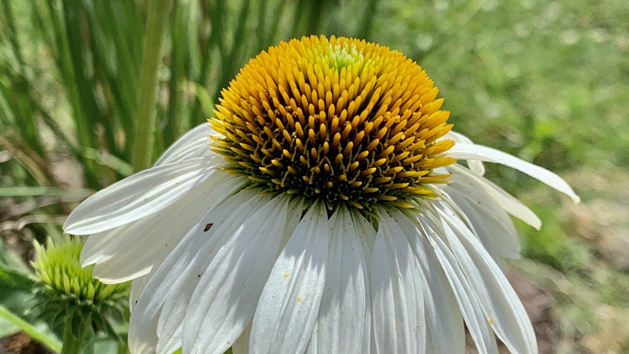 Photo of Outdoor in Ozark