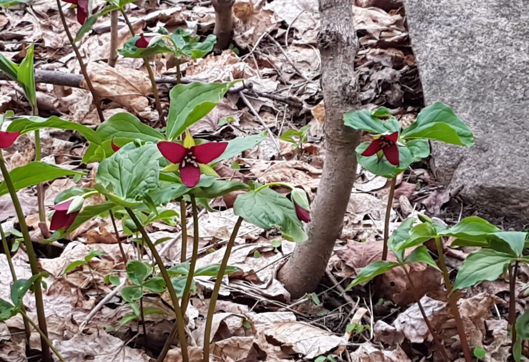 Photo of Outdoor in Dysart et al