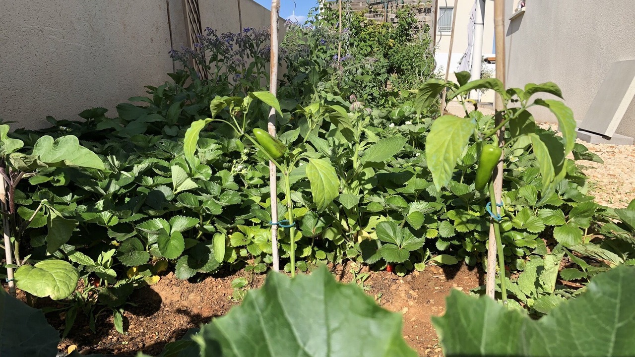 Photo of Outdoor in Vendargues