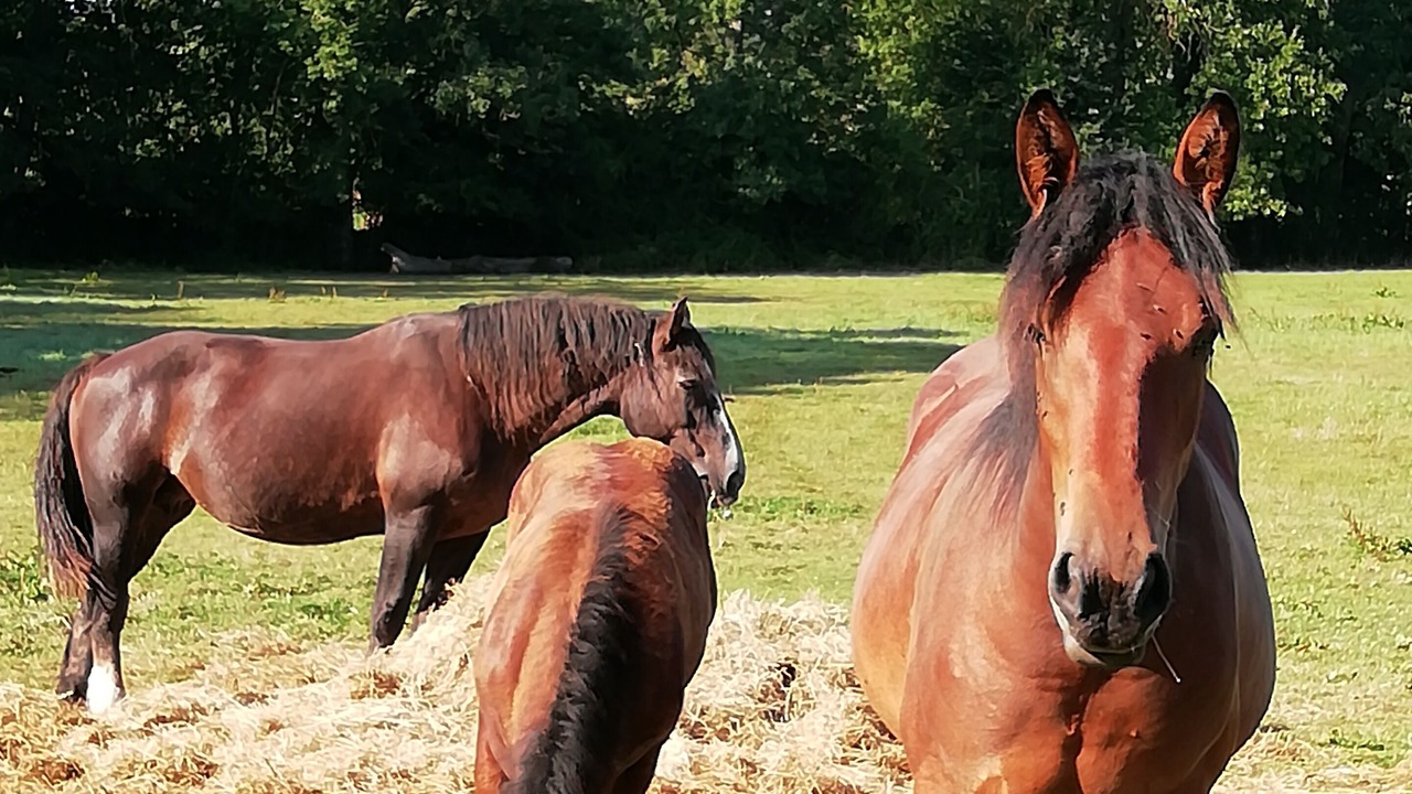 Photo of Others in Saint-Germain-Langot