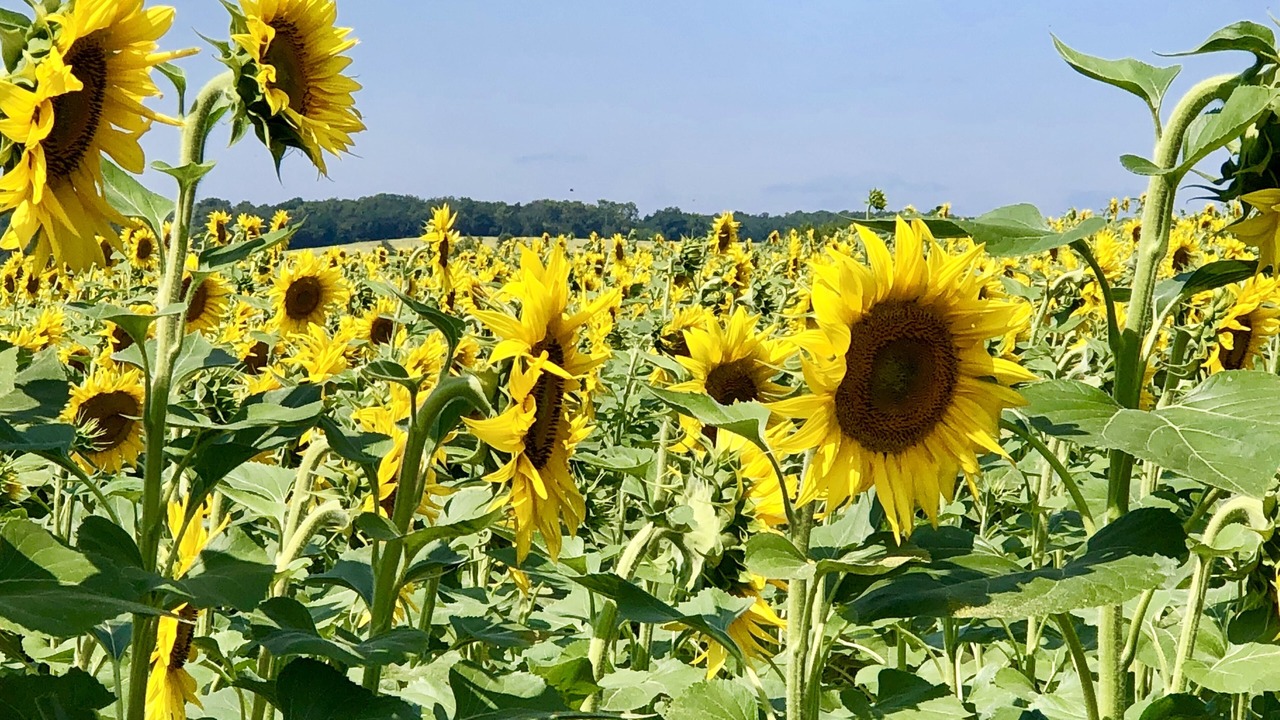Photo of Outdoor in Saint-Magne-de-Castillon