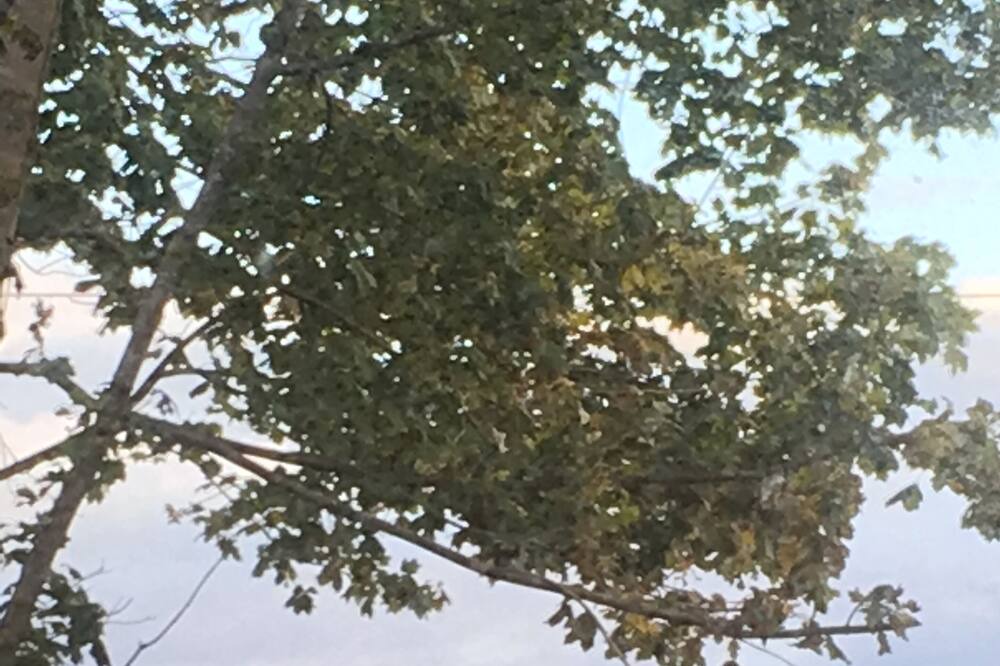 Photo of Others in Kingsport