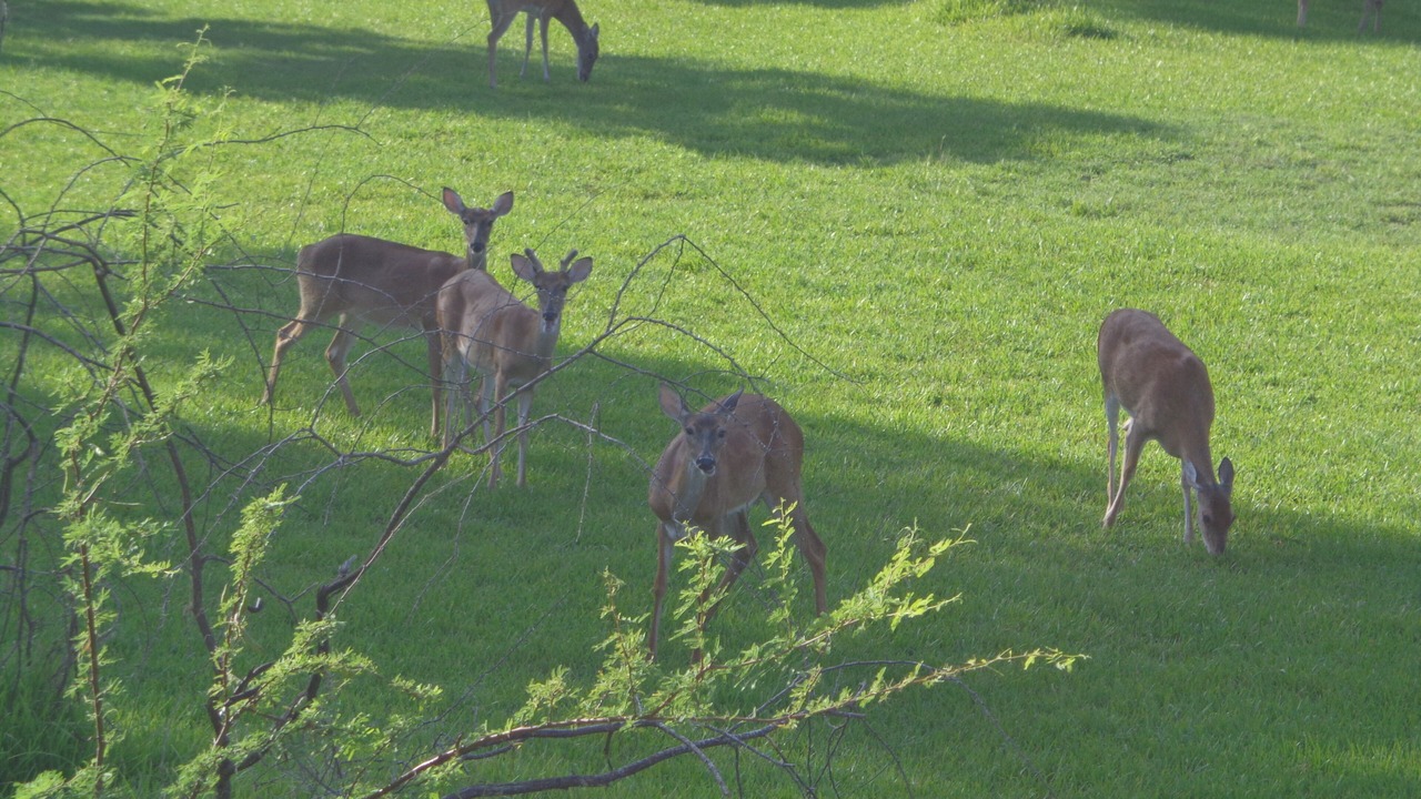 Photo of Outdoor in Cape Royale