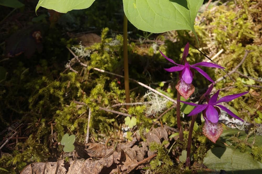 Photo of Others in Yamhill