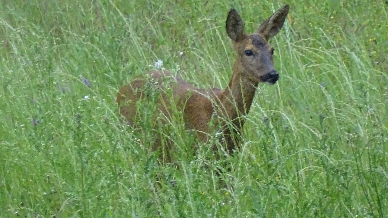 Photo of Others in Degagnac