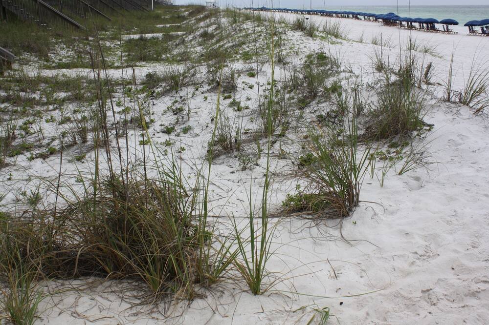 Photo of Others in Miramar Beach