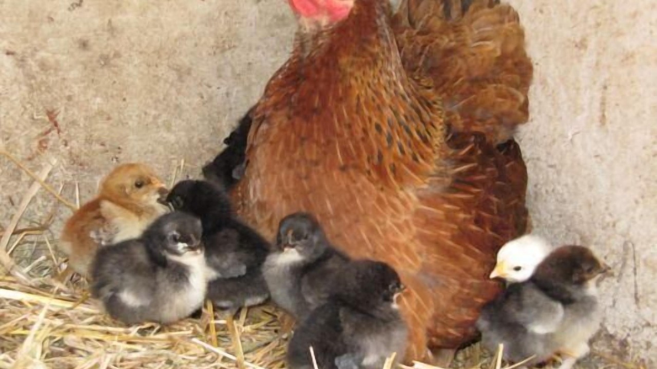 Photo of Others in Marais-Vernier