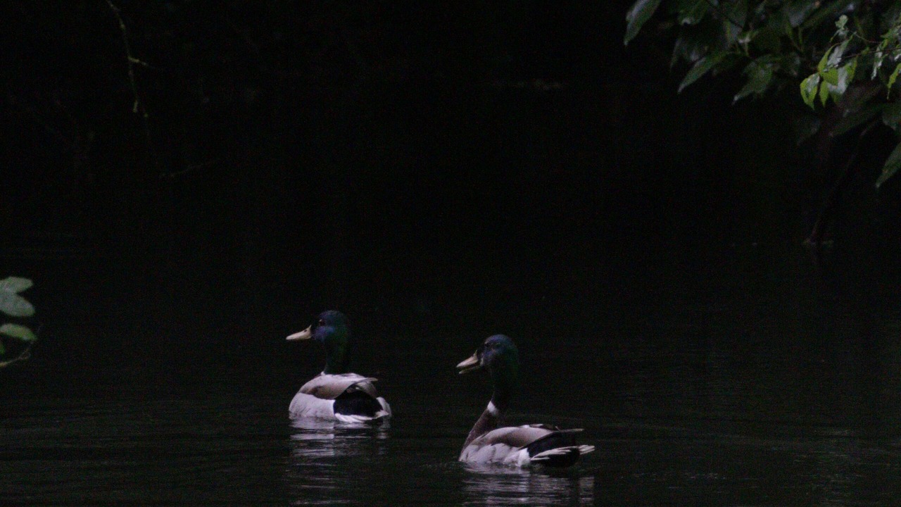 Photo of Outdoor in Chaniers