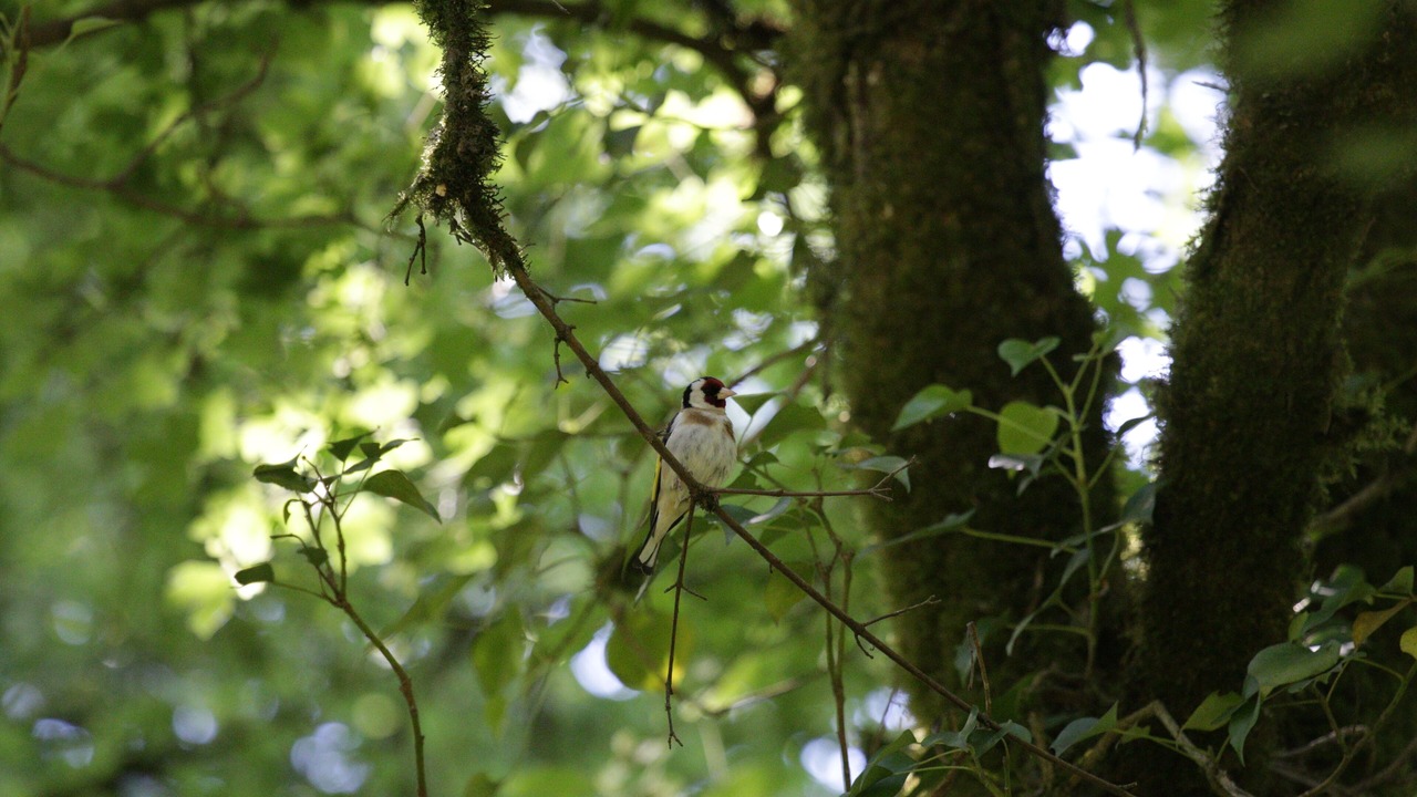 Photo of Others in Chaniers