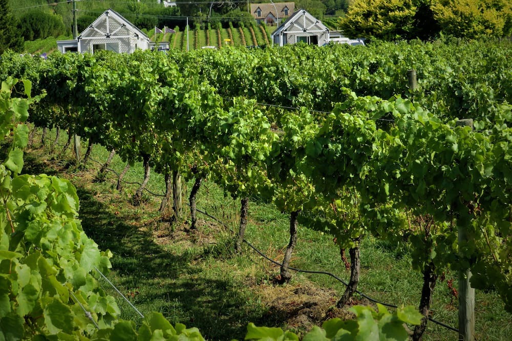 Photo of Outdoor in Havelock North