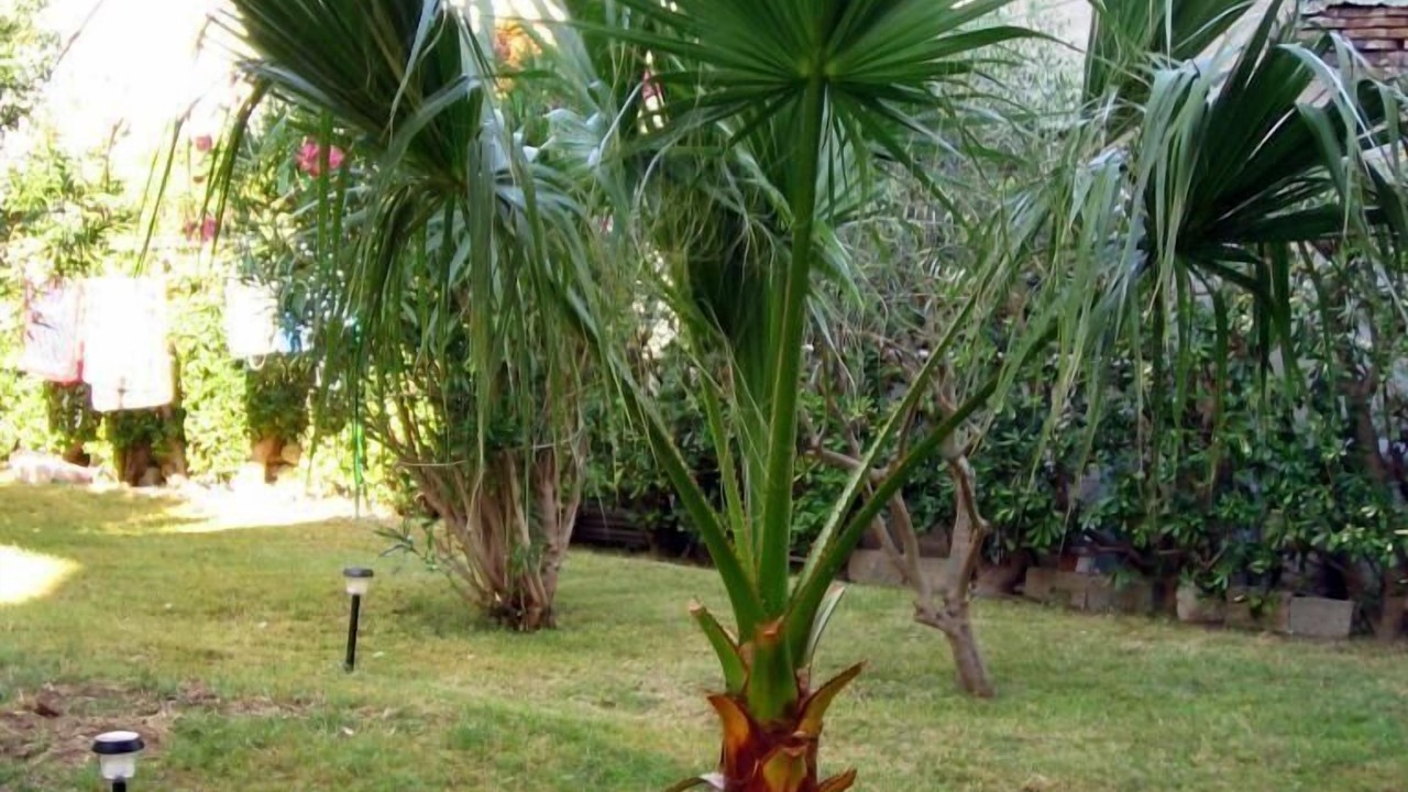 Photo of Outdoor in Pag