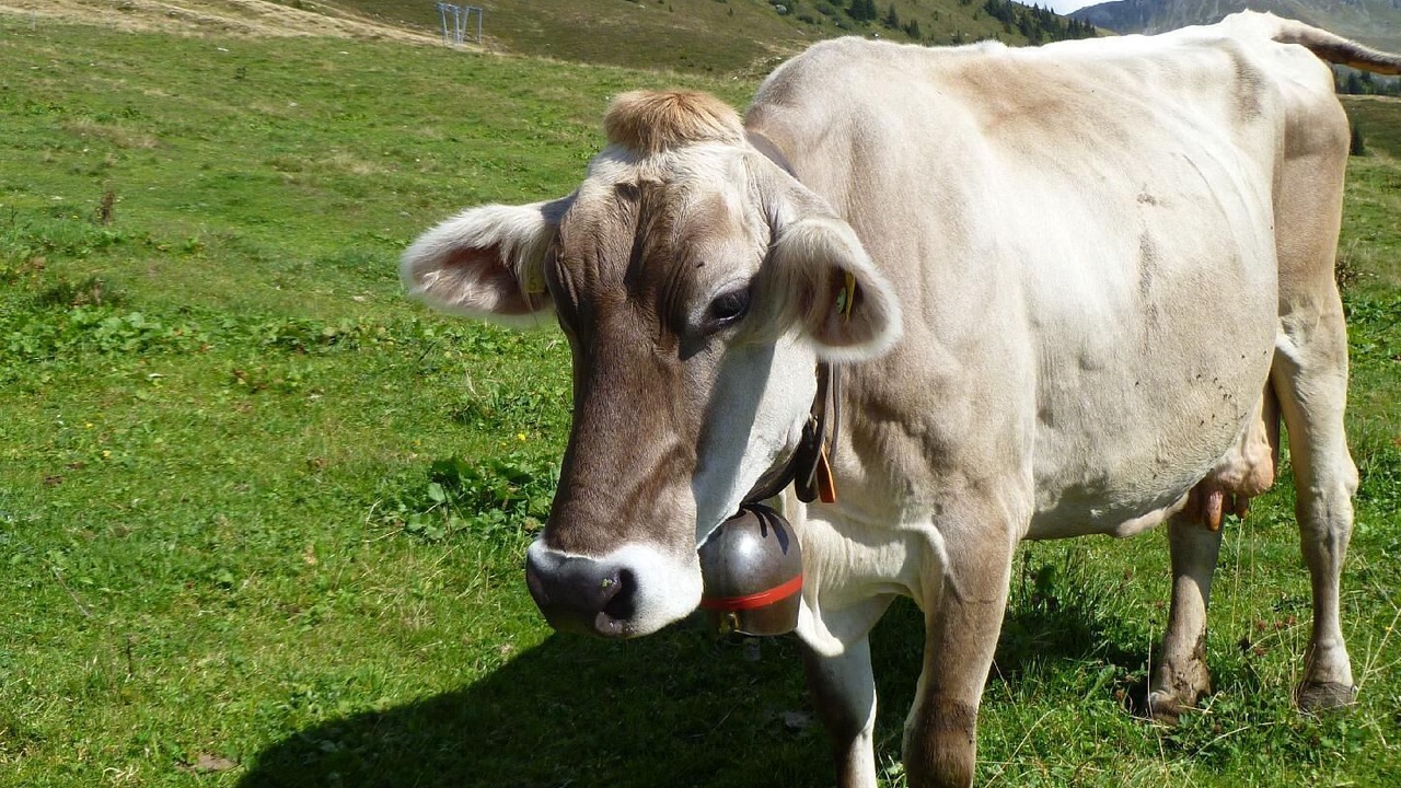 Photo of Others in Lanquais