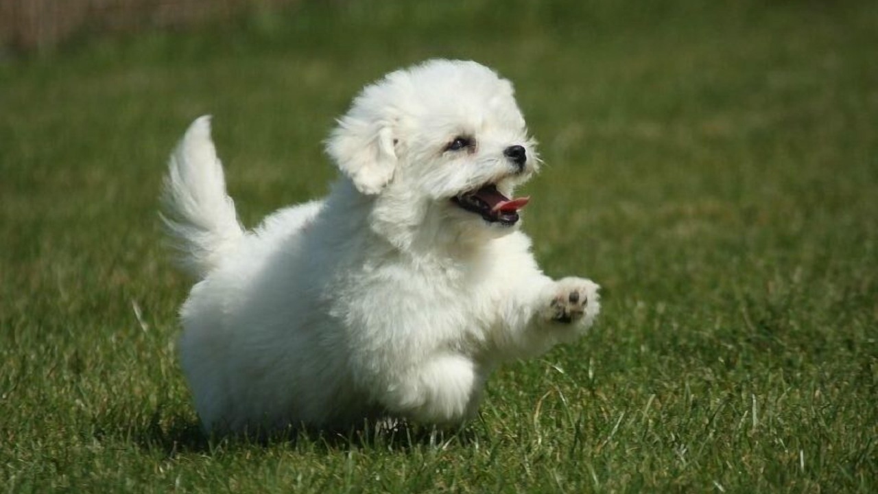 Photo of Others in Lanquais