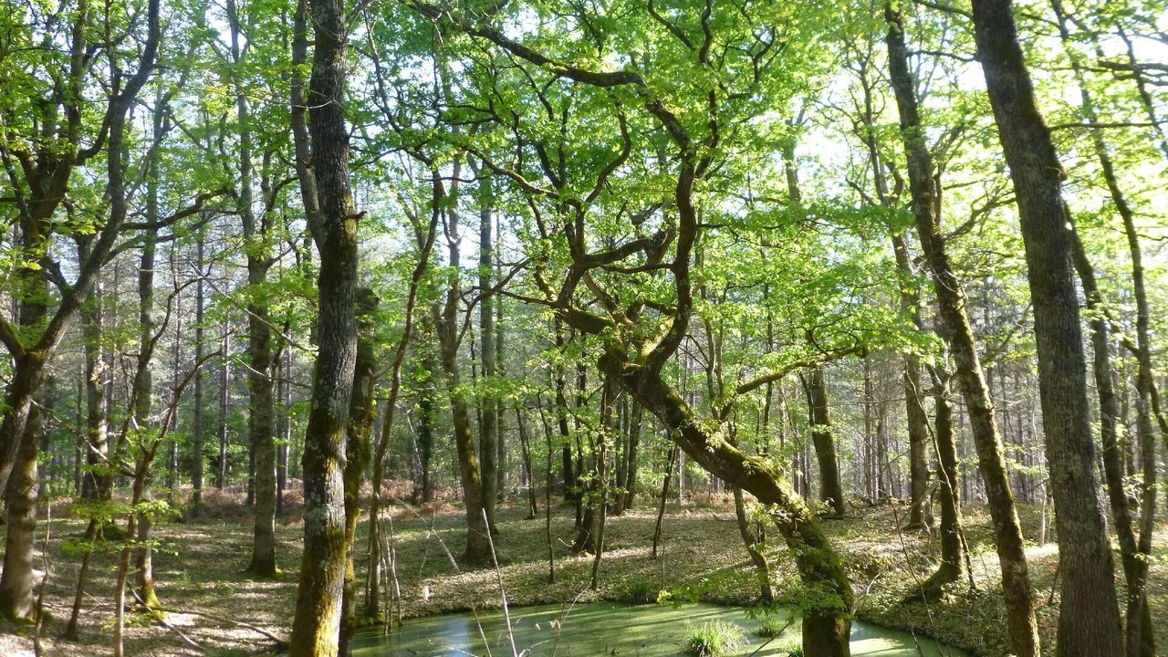 Photo of Outdoor in Lanquais