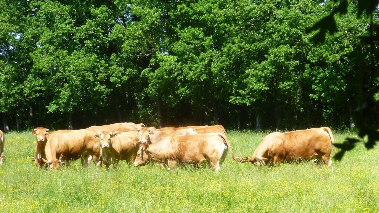 Photo of Others in Lanquais