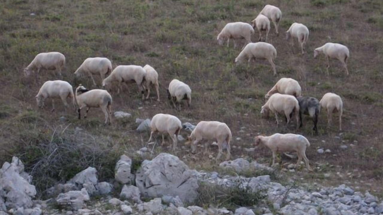 Photo of Others in Novalja