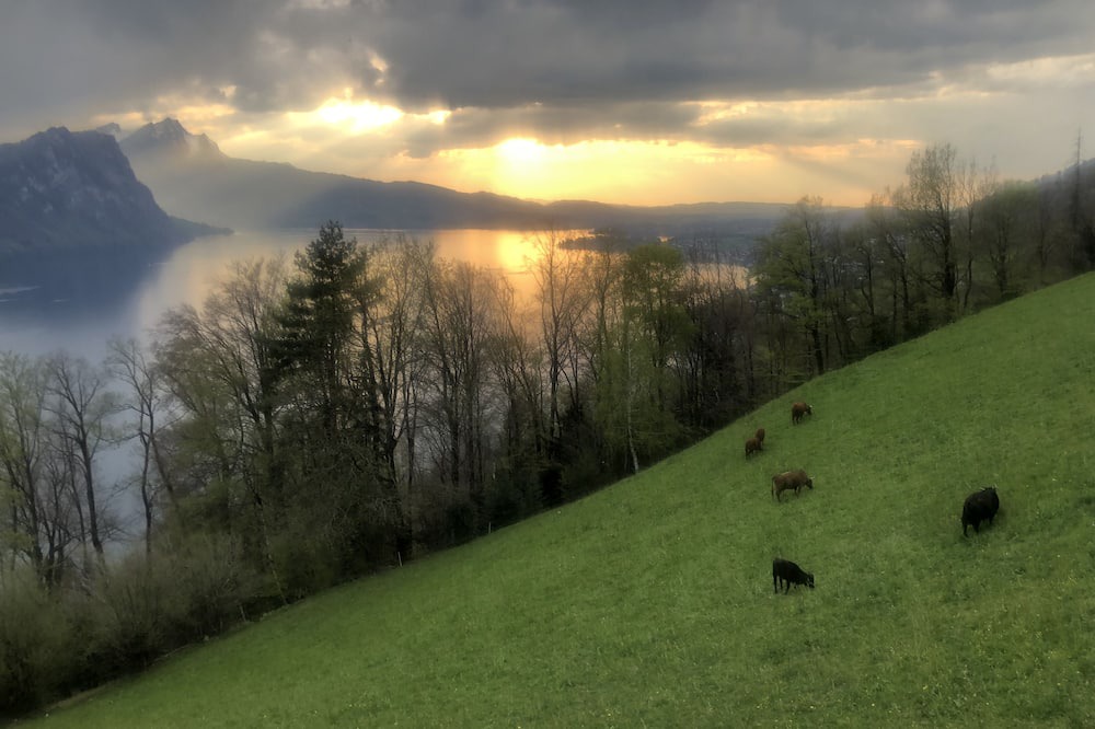 Photo of Outdoor in Vitznau
