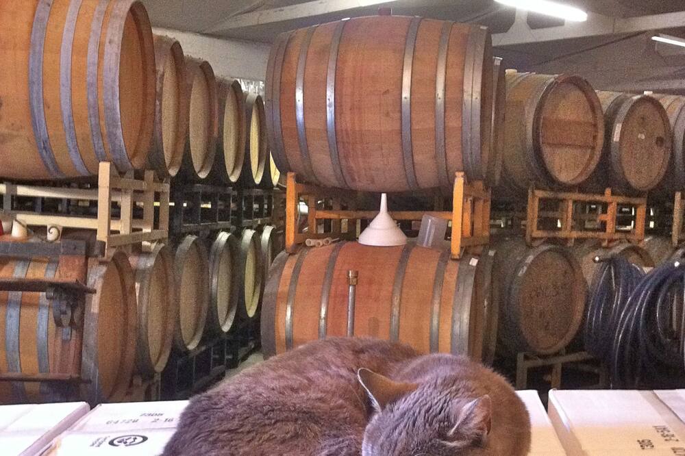 Photo of Others in St. Helena