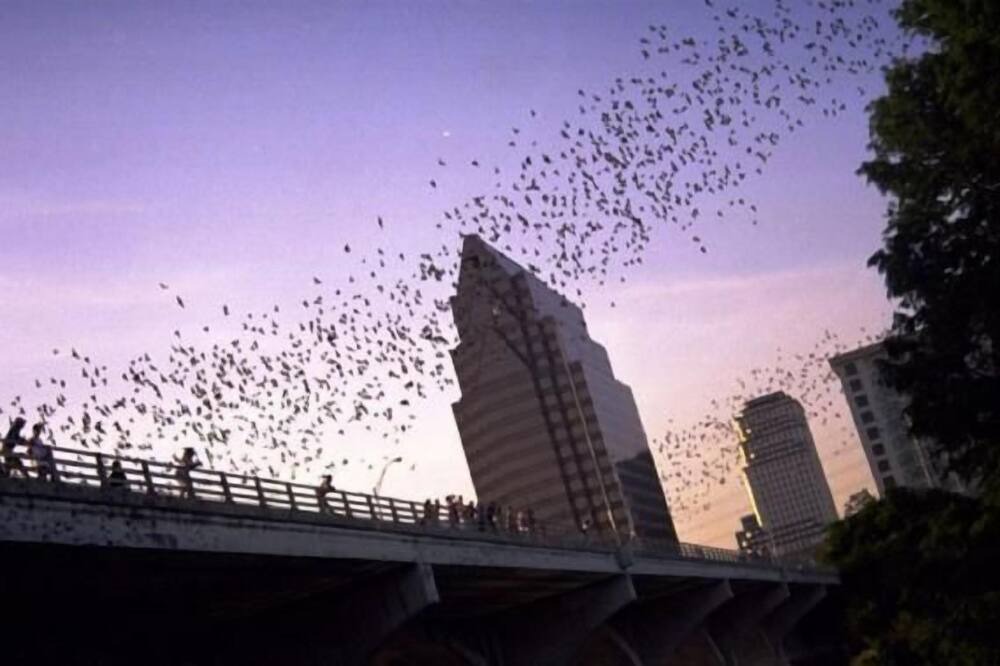 Photo of Others in Downtown Austin