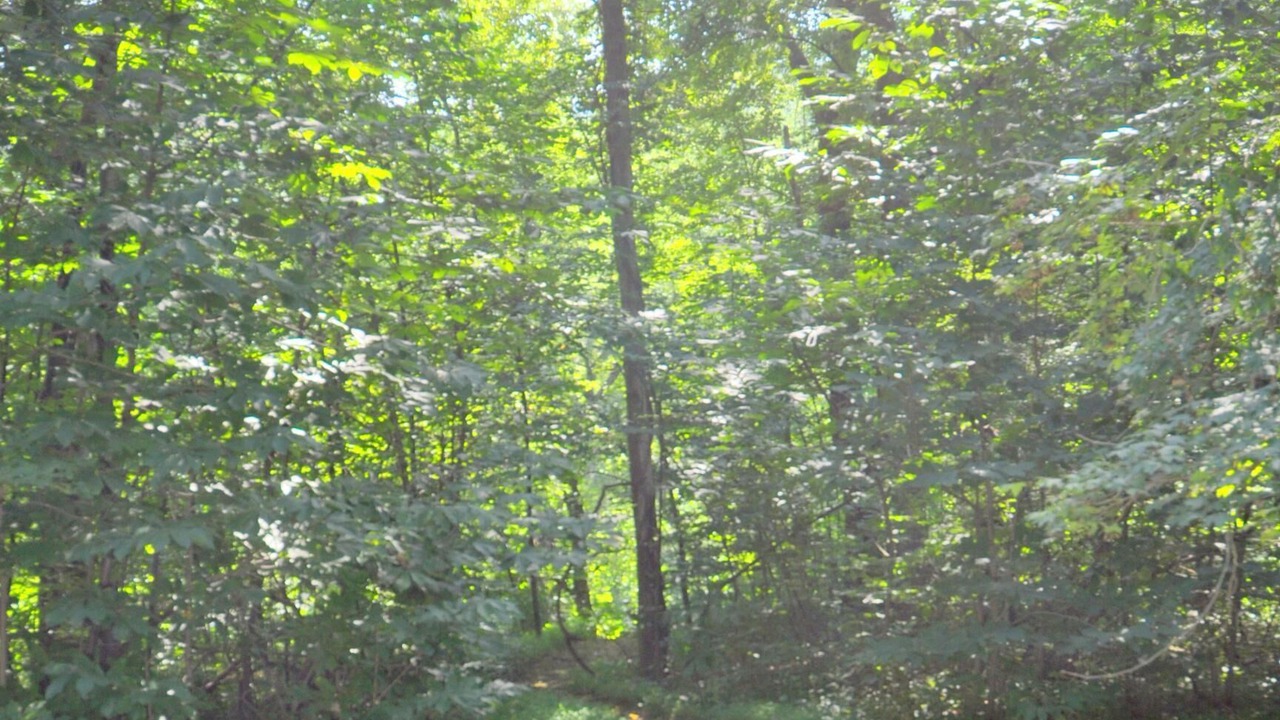 Photo of Others in Great Cacapon