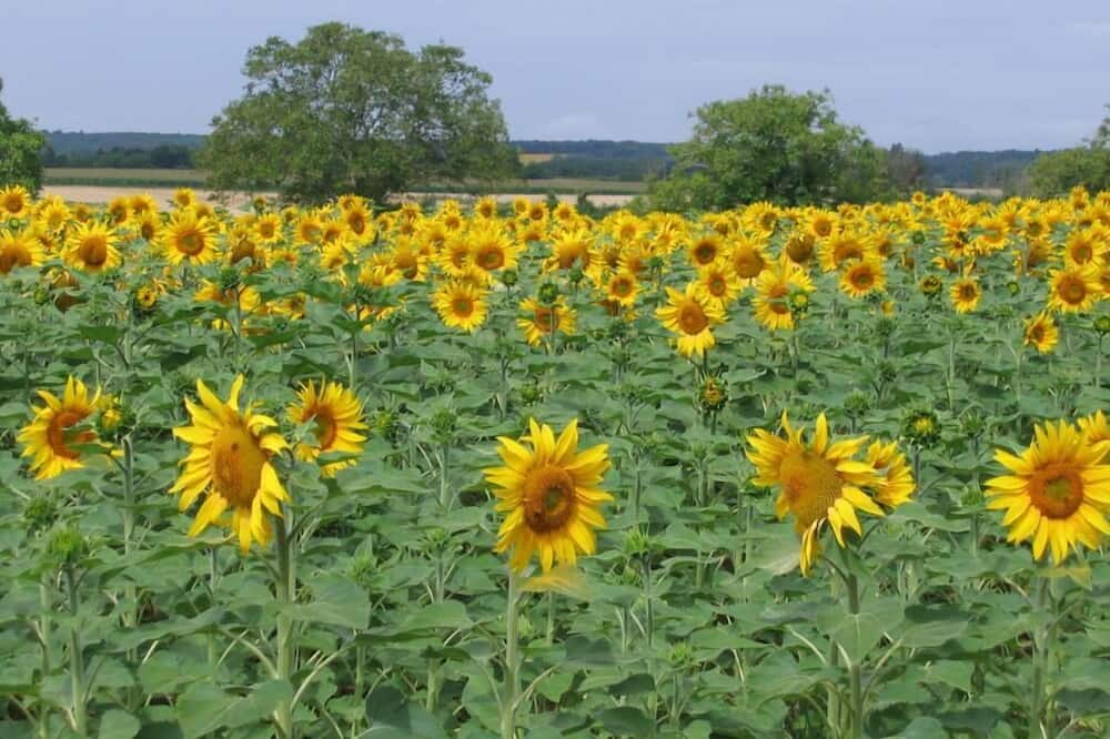 Photo of Outdoor in Thure