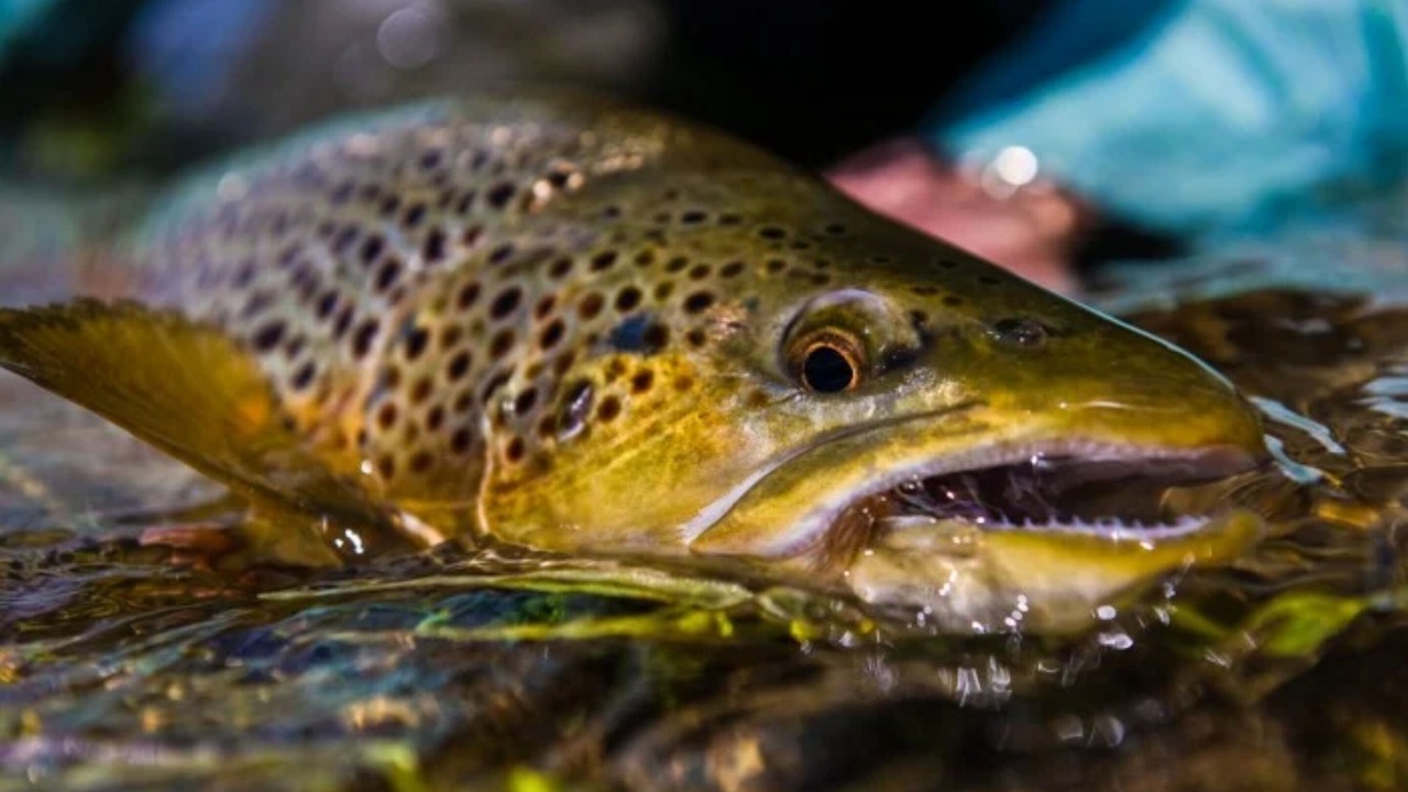 Photo of Others in Island Park