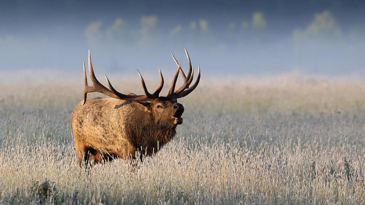 Photo of Outdoor in Island Park