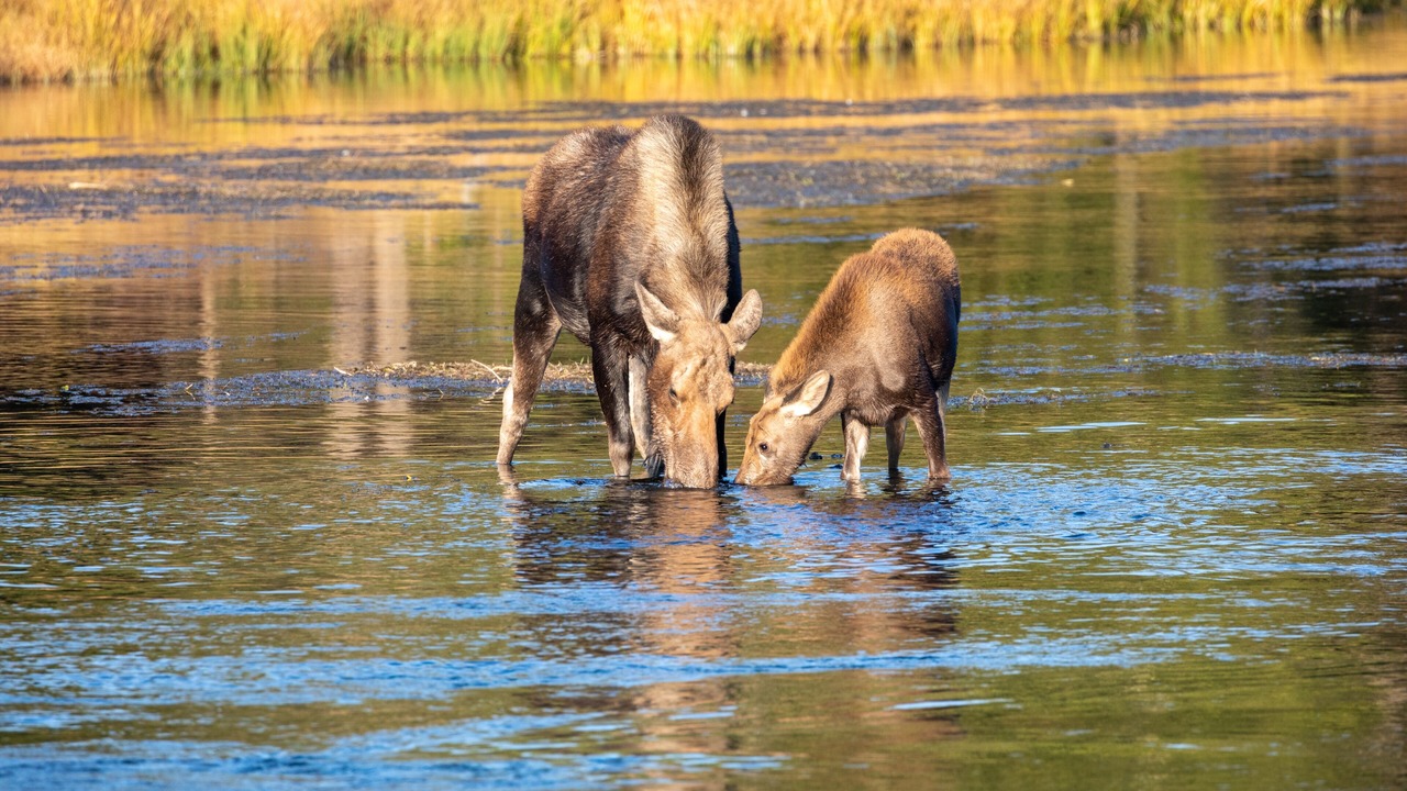 Photo of Outdoor in Island Park
