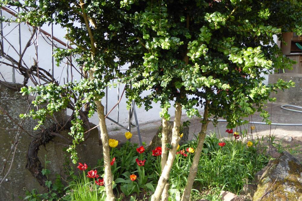 Photo of Outdoor in Eschbourg