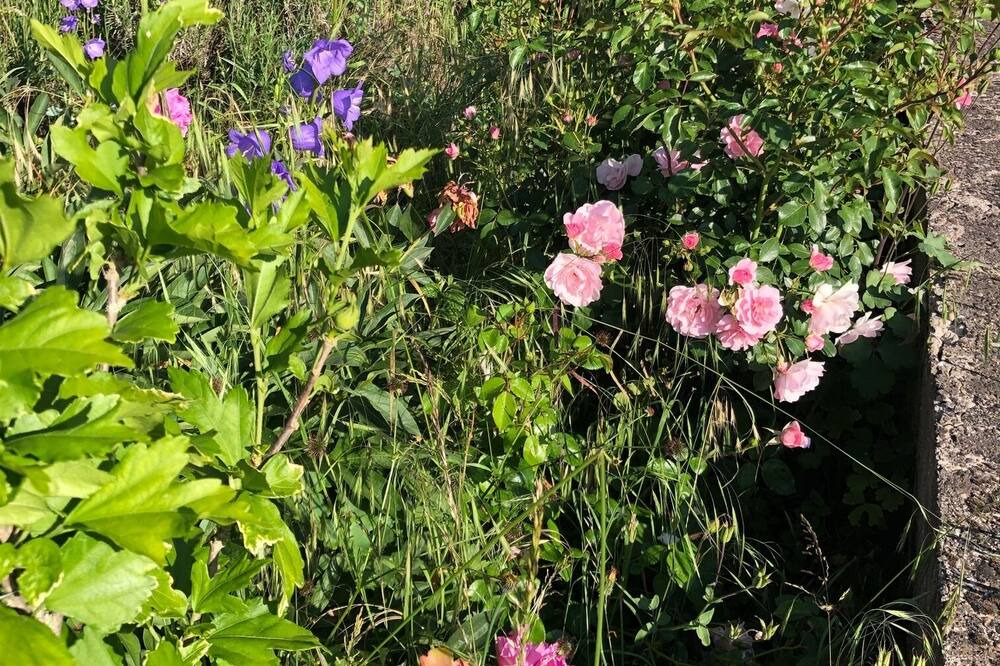 Photo of Outdoor in Eschbourg