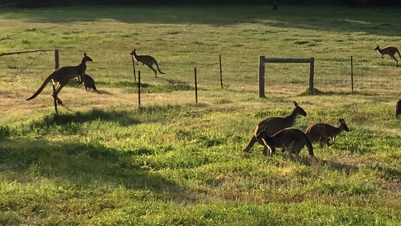 Photo of Outdoor in McLaren Vale