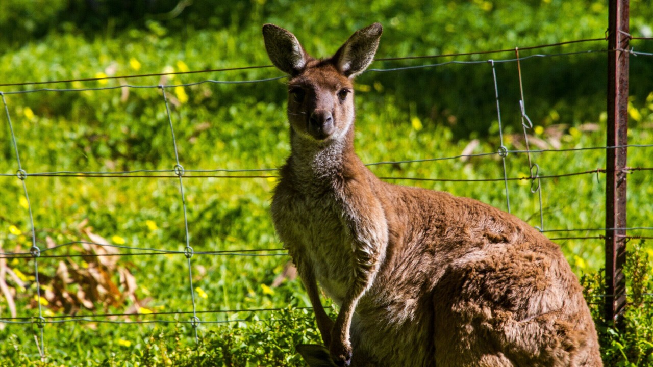 Photo of Outdoor in McLaren Vale