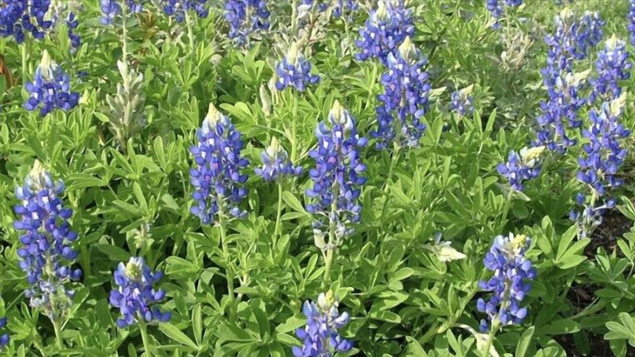 Photo of Outdoor in Round Rock Original Plat