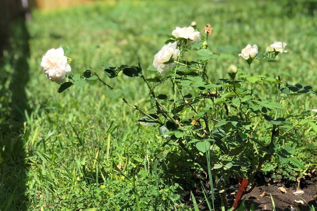 Photo of Outdoor in Round Rock Original Plat
