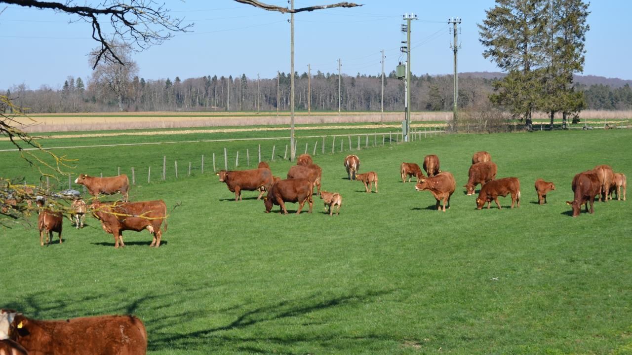 Photo of Others in Haute-Ajoie