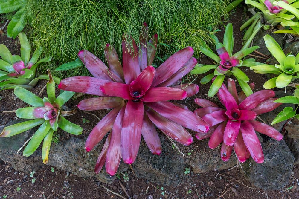 Photo of Outdoor in Poipu