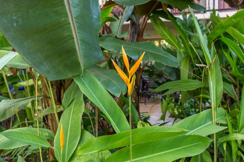 Photo of Outdoor in Poipu