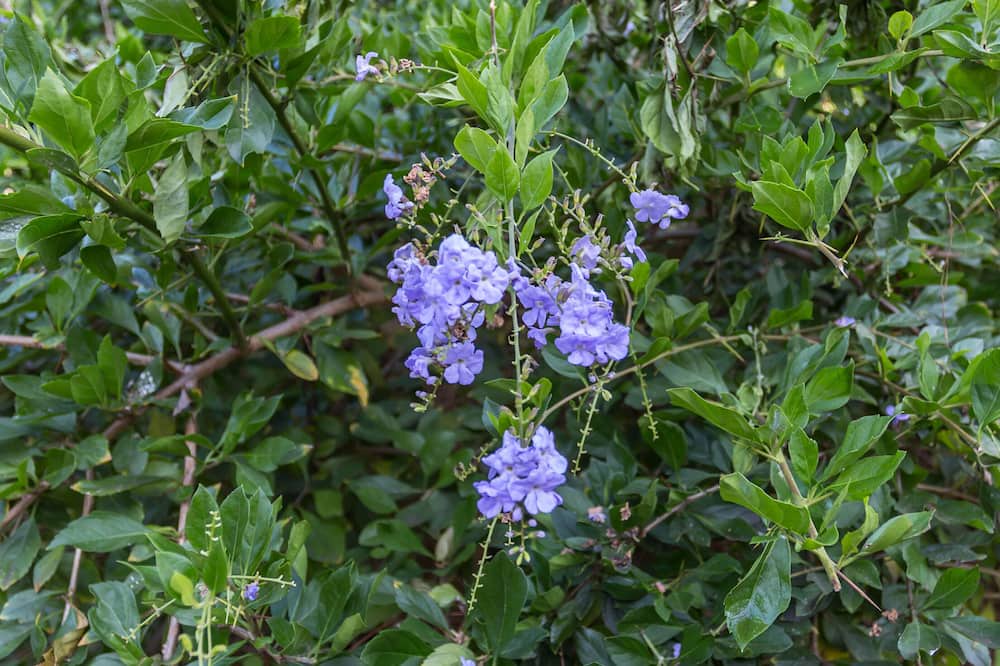Photo of Outdoor in Poipu