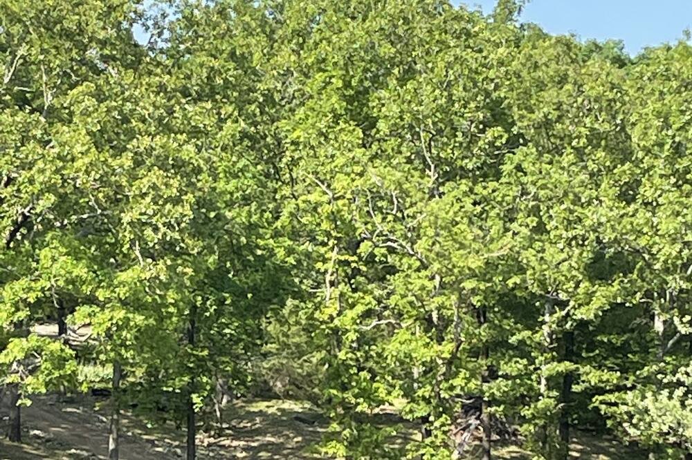 Photo of Outdoor in Hardy