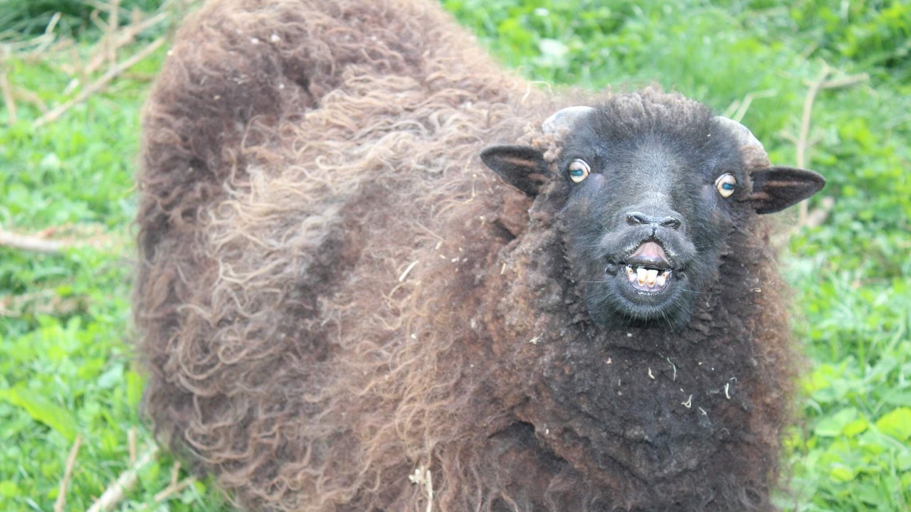 Photo of Others in La Chapelle-au-Riboul