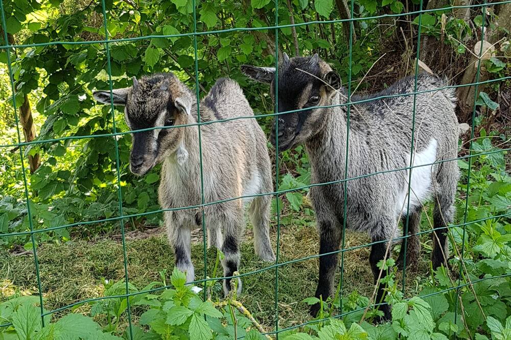 Photo of Others in Mouchamps