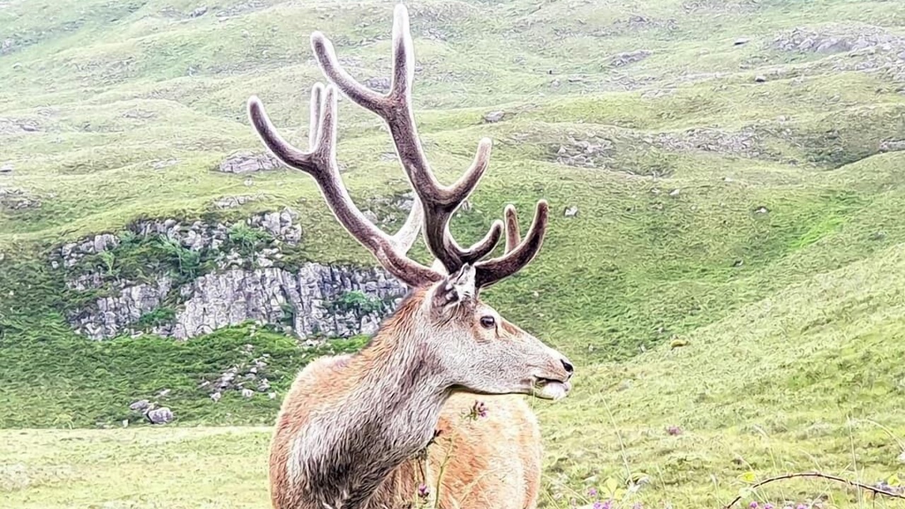 Photo of Others in Toscaig