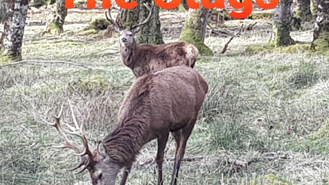 Photo of Others in Toscaig